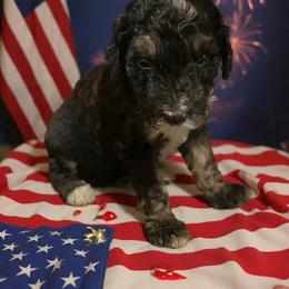 Bernedoodle Puppies from Goldhaly Peach Doodles