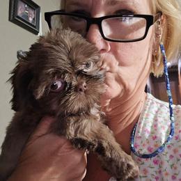 Girl  ready now - Chocolate female Shih Tzu puppy in Missouri from Farm Animal Mommy Shih tzu's