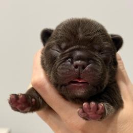 Salem - Liver female French Bulldog puppy in New Hampton, New Hampshire from Kismet French Bulldogs