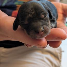 Patriot - Black and tan male Dachshund puppy in Indianapolis, Indiana from Englehaus Dachshunds