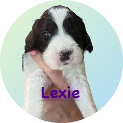 Lexie - Springerdoodle puppy from SpringerDoodles at the Beach