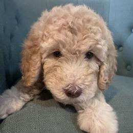 Theodosia - Cream female Goldendoodle puppy in Tybee Island, Georgia from Castaway Doodles