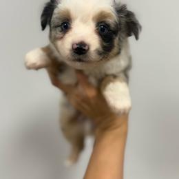 Socks - Blue merle male Miniature Australian Shepherd puppy in Mount Airy, Georgia from North Georgia Gems