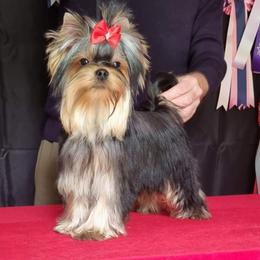 Maverick - Yorkshire Terrier