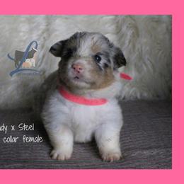 Pink collar - Blue female Pembroke Welsh Corgi puppy in Wayne City, Illinois from Lash Livestock & Corgis