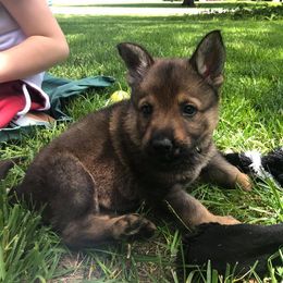 German Shepherd Puppies from Fallamhain German Shepherds