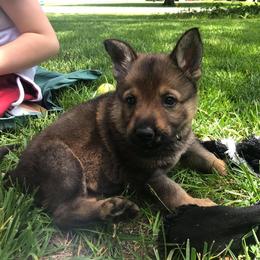 German Shepherd Puppies from Fallamhain German Shepherds