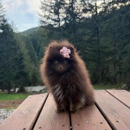 Truffle - Chocolate and tan female Pomeranian puppy in Roseburg, Oregon from Dbos Furry Friends
