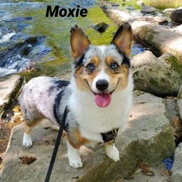 American Corgi All Grown Up from Tori’s Sassy Corgis