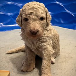 Queen Anne's Lace (Lacey) - Apricot female Goldendoodle puppy in Kansas City, Missouri from Beary GoldenDoodles