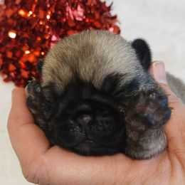 Girl 1 - Fawn female Pug puppy in Blountsville, Alabama from Rock Springs Pugs