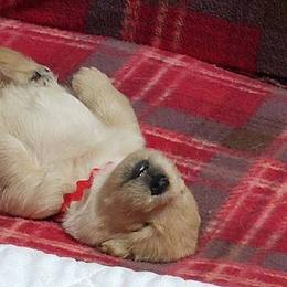 Scottish Terrier Puppies from Glendarra Scottish Terriers