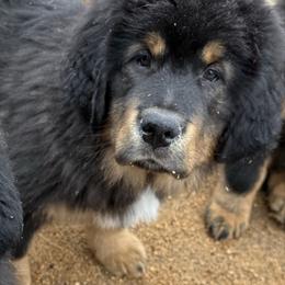 Light blue collar - Black and tan male Tibetan Mastiff puppy in Berlin, New Hampshire from Great North Woods Tibetan Mastiffs