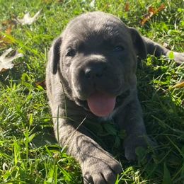 Cane Corso and French Bulldogs from Elite Kennels