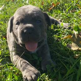 Cane Corso and French Bulldogs from Elite Kennels