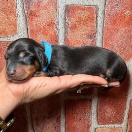 Blue boy - Black and tan male Dachshund puppy in North Auburn, California from Northern Doxie