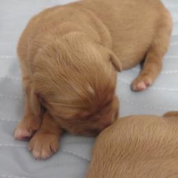 Boy 1 - Golden male Golden Retriever puppy in Grand Meadow, Minnesota from Root River Retrievers