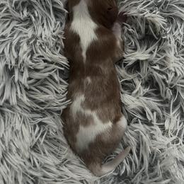 Scooby Doo - Blenheim male Cavalier King Charles Spaniel puppy in Eastvale, California from Furever After Cavaliers