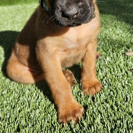 Rhodesian Ridgeback Puppies from Mafigeni Ridgebacks