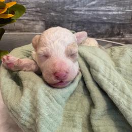 Garland - Apricot male Poodle puppy in Osseo, Michigan from Paws in the Country