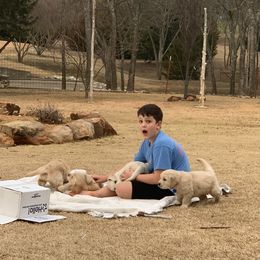 Golden Retriever Puppies from Daniel Ranch Golden Retrievers