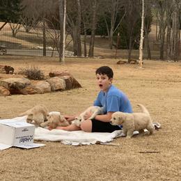 Golden Retriever Puppies from Daniel Ranch Golden Retrievers