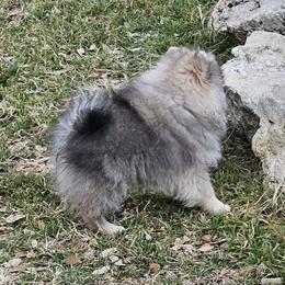 Shaggy - Cream sable male Pomeranian puppy in Austin, Texas from Heart Of Texas Pom's