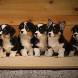 Pembroke Welsh Corgis from Kim Boyle's Pembroke Welsh Corgis