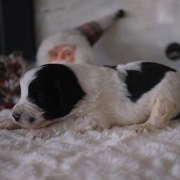 Boy 3 - Black and white male Aussiedoodle puppy in Pomona, California from Socal Aussiedoodles