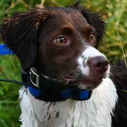 Dixie - Liver and white female Brittany puppy in Hollidaysburg, Pennsylvania from Royal Flush Farms