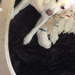 Labrador Retriever Puppies from Saddle Creek West