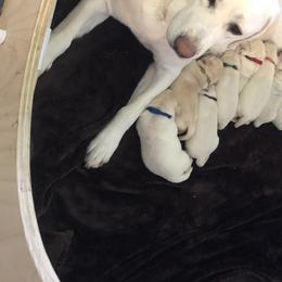 Labrador Retriever Puppies from Saddle Creek West