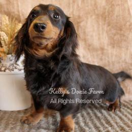 Echo - Dachshund