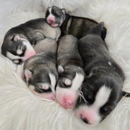 Siberian Husky puppies from Black Diamond Siberian Huskies