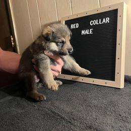 German Shepherd Puppies from Janices AKC German Sheperds LLC