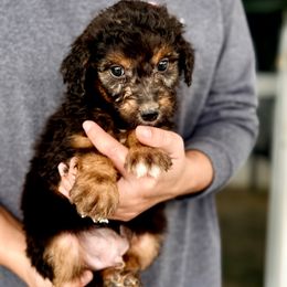 Brody - Black phantom male Aussiedoodle puppy in Eastman, Georgia from Dood B Ranch