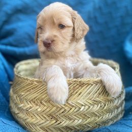 Australian Labradoodle Puppies from Salona- Australian Labradoodles of North America