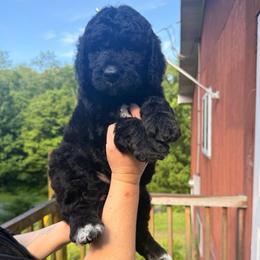 Curly - Black male Goldendoodle puppy in Prosperity, Pennsylvania from Stelladoodles & Company