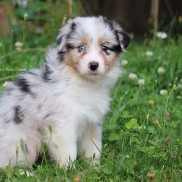 Bmf2 - Blue merle female Australian Shepherd puppy in Chehalis, Washington from Wandering Acres Ranch
