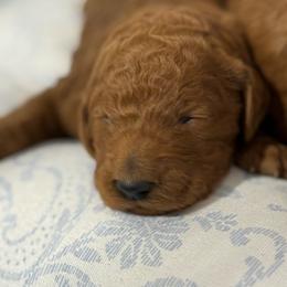 Girl 3 - Red  female Poodle puppy in Bettendorf, Iowa from Red Door Poodles