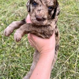 Cuckoo Loca - Merle female Goldendoodle puppy in Taylorsville, Georgia from Sweet Southern Doodles