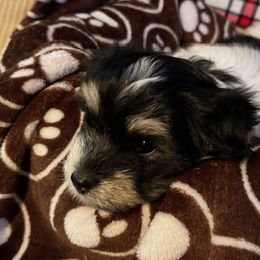 Jimmy - Coton de Tulear puppy from Camelot Cotons