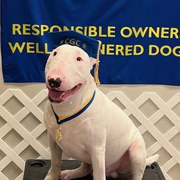Bull Terrier Puppies from Valkyrie Bull Terriers