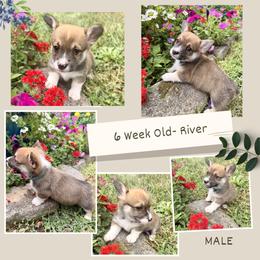 Boy 3 - Sable male Pembroke Welsh Corgi puppy in Maryville, Tennessee from R & T Farms