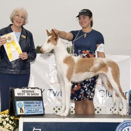 Ibizan Hounds from Crowned Ibizan Hounds