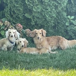 Dachshund All Grown Up from English Cream Doxies