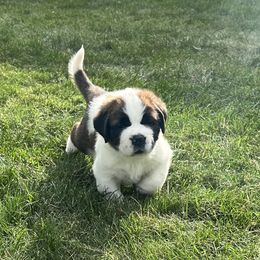 Saint Bernard Puppies from Avant-Gard Saint Bernards