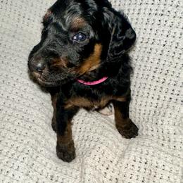 Stevie - Phantom female Poodle puppy in Travelers Rest, South Carolina from Cotton Top