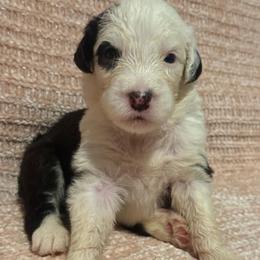 Black - Gray and white male Old English Sheepdog puppy in Iowa from Midwest Puppy Paws