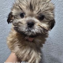 Lulu - Red and white female Shih Tzu puppy in Cabot, Arkansas from Borderland's Kennel